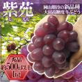 岡山産 ”紫苑ぶどう” 秀品 約500g以上【予約 10月下旬以降】