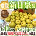 鳥取産 ”新甘泉（しんかんせん）梨” 訳あり 約10kg 大きさおまかせ 糖度13度以上【予約 8月下旬以降】 送料無料