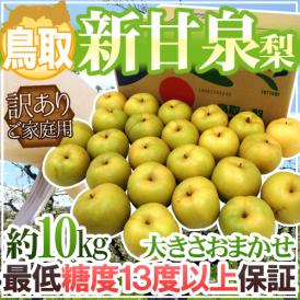 鳥取産 ”新甘泉（しんかんせん）梨” 訳あり 約10kg 大きさおまかせ 糖度13度以上【予約 8月下旬以降】 送料無料
