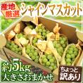 ”シャインマスカット” ちょっと訳あり 約5kg 大きさおまかせ 産地厳選【予約 8月末以降】 送料無料