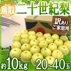 鳥取産 ”二十世紀梨” 訳あり 大玉20～40玉 約10kg【予約 8月末以降】 送料無料