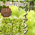 岡山産 ”瀬戸ジャイアンツ” 訳あり 5～10房 約4kg ぶどう【予約 8月以降】
