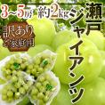 岡山産 ”瀬戸ジャイアンツ” 訳あり 3～5房 約2kg ぶどう[M1]【予約 8月以降】 送料無料