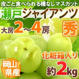 岡山産 ”瀬戸ジャイアンツ” 大房限定 2～4房 約2kg 化粧箱 ぶどう[K2]【予約 8月以降】 送料無料