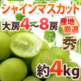 ”シャインマスカット” 秀品 大房限定 4～8房 約4kg 産地厳選[B2]【予約 8月下旬以降】
