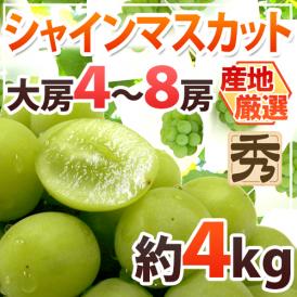 ”シャインマスカット” 秀品 大房限定 4～8房 約4kg 産地厳選[B2]【予約 8月下旬以降】