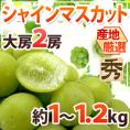 ”シャインマスカット” 秀品 大房限定 2房 約1～1.2kg 産地厳選[M2]【予約 8月下旬以降】 送料無料