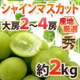 ”シャインマスカット” 秀品 大房限定 2～4房 約2kg 産地厳選[M2]【予約 8月下旬以降】 送料無料