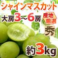 ”シャインマスカット” 秀品 大房限定 3～6房 約3kg 産地厳選[M2]【予約 8月下旬以降】 送料無料