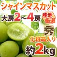 ”シャインマスカット” 秀品 大房限定 2～4房 約2kg 化粧箱入り 産地厳選[K2]【予約 8月下旬以降】 送料無料