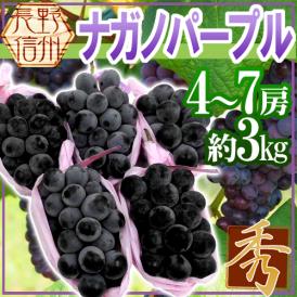 長野産 ”ナガノパープル” 秀品 4〜7房 約3kg ぶどう【予約 9月以降】[M1] 送料無料