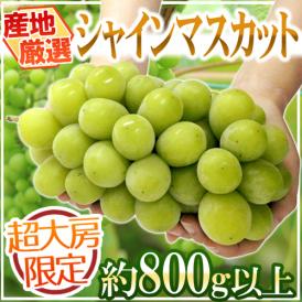 ”シャインマスカット” 秀品 超大房 約800g以上 産地厳選【予約 8月下旬以降】