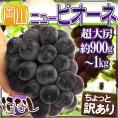 ”岡山産 種なしニューピオーネ” 超特大房 1房 約900g～1kg ちょっと訳あり ぶどう【予約 9月以降】
