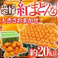 ”愛媛産 紅まどんな” 約20kg 大きさおまかせ ご家庭用【予約 12月以降】 送料無料