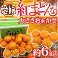 ”愛媛産 紅まどんな” 約6kg 大きさおまかせ ご家庭用【予約 12月以降】 送料無料