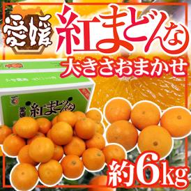 ”愛媛産 紅まどんな” 約6kg 大きさおまかせ ご家庭用【予約 12月以降】 送料無料