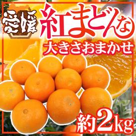 ”愛媛産 紅まどんな” 約2kg 大きさおまかせ ご家庭用【予約 12月以降】 送料無料