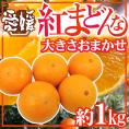 ”愛媛産 紅まどんな” 約1kg 大きさおまかせ ご家庭用【予約 12月以降】