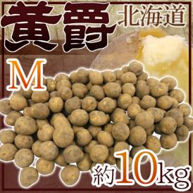 じゃがいも ”北海道 北見産 黄爵” 秀品 Mサイズ 約10kg 男爵芋【予約 8月末以降】 送料無料