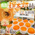 鳥取産 ”輝太郎柿” 赤秀品 8～12玉前後 約3kg【予約 10月以降】 送料無料