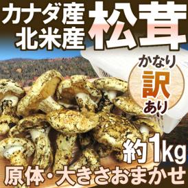 カナダ・北米産 ”松茸” かなり訳あり 約1kg 原体 大きさおまかせ【予約 9月中下旬以降】 送料無料