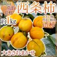 島根・鳥取・岡山産 干し柿・吊るし柿用 ”西条柿 渋柿” 約1kg 大きさおまかせ【予約 10月下旬以降】