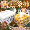 島根・鳥取産 ”西条柿” 訳あり 約10kg 大きさおまかせ【予約 10月下旬以降】 送料無料
