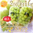 岡山産 ”シャインマスカット「晴王」” 2房 約1kg ぶどう【予約 7月下旬以降】 送料無料