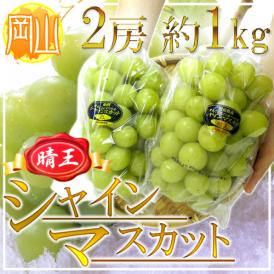 岡山産 ”シャインマスカット「晴王」” 2房 約1kg ぶどう【予約 7月下旬以降】 送料無料