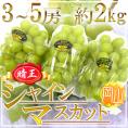 岡山産 ”シャインマスカット「晴王」” 3～5房 約2kg ぶどう【予約 7月下旬以降】 送料無料