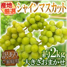 ”シャインマスカット” 訳あり 約2kg 大きさおまかせ 産地厳選【予約 8月末以降】 送料無料