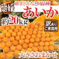 ”愛媛産 紅まどんなと同じ品種 あいか” 訳あり 約20kg 大きさおまかせ【予約 11月末以降】 送料無料