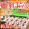 愛媛中島産 ”紅まどんな” 特秀品 Lサイズ以上 約3kg 「匠と極」シリーズ【お歳暮・予約 12月以降】 送料無料