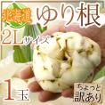 ”北海道産 ゆり根” ちょっと訳あり 2Lサイズ 1玉 ゆりね【予約 11月下旬以降】