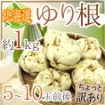 ”北海道産 ゆり根” ちょっと訳あり 5～10玉 約1kg ゆりね【予約 11月下旬以降】 送料無料