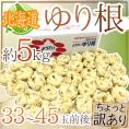”北海道産 ゆり根” ちょっと訳あり 33～45玉 約5kg ゆりね【予約 11月下旬以降】 送料無料