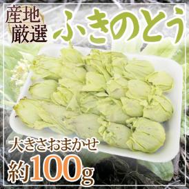 ”ふきのとう” 約100g 大きさおまかせ 山菜【予約 2月以降】