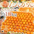 鹿児島産 ”たんかん” 秀品 約10kg 大きさおまかせ【予約 2月中旬以降】 送料無料