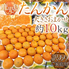 鹿児島産 ”たんかん” 訳あり 約10kg 大きさおまかせ【予約 2月下旬以降】 送料無料
