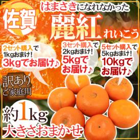 佐賀産 はまさきになれなかった ”麗紅” 訳あり 約1kg 大きさおまかせ《2kg購入で1kg、3kg購入で2kg、5kg購入で5kgおまけ》【予約 2月以降】 送料無料