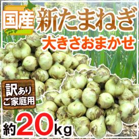 ”新たまねぎ” 訳あり 約20kg 九州・四国・淡路・北海道 産地厳選【予約 3月下旬以降】 送料無料