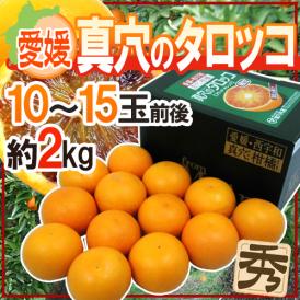 愛媛県 ”真穴のタロッコオレンジ” 秀品 10～15玉前後 約2kg 専用化粧箱【予約 3月下旬以降】 送料無料