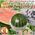 熊本県 JA鹿本 ”小玉すいか ひとりじめ” 秀・優 3L1玉 約2~2.5kg 化粧箱【予約 4月以降】 送料無料