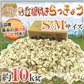 土らっきょう 鳥取産 ”砂丘らっきょう” 秀品 S/Mサイズ 約10kg【予約 5月末以降】 送料無料