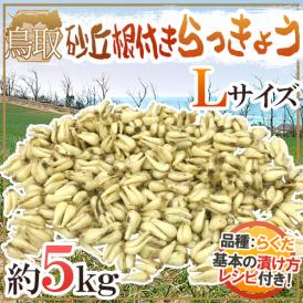 本場、鳥取県産！シャキシャキの根付きらっきょう♪