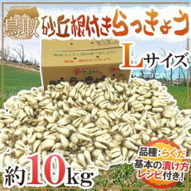 本場、鳥取県産！シャキシャキの根付きらっきょう♪