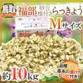 土らっきょう 鳥取 JAいなば 福部産 ”砂丘らっきょう” Mサイズ 約10kg【予約 6月中旬以降】 送料無料