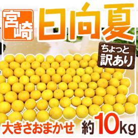 ”宮崎県産 日向夏” ちょっと訳あり 約10kg 大きさおまかせ【予約 2月末以降】 送料無料