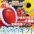 遅れてごめんね！父の日ギフト ”佐藤錦＋宮崎完熟マンゴー” 特大玉4Lサイズ＋ひまわり生花1本【予約 6月16日以降】 送料無料