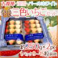 奈良県産 ”三色いちごセット” 2pc(1pcあたり9~15粒前後 約250g)古都華・淡雪・パールホワイト【予約 12月~1月以降】 送料無料